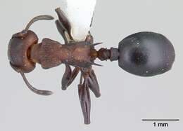 Image of Atopomyrmex mocquerysi Andre 1889