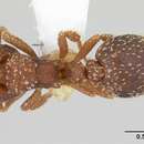 Image of Calyptomyrmex brunneus Arnold 1948