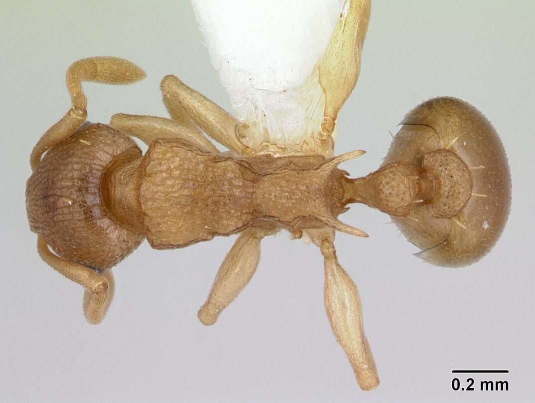 Image of Nesomyrmex evelynae