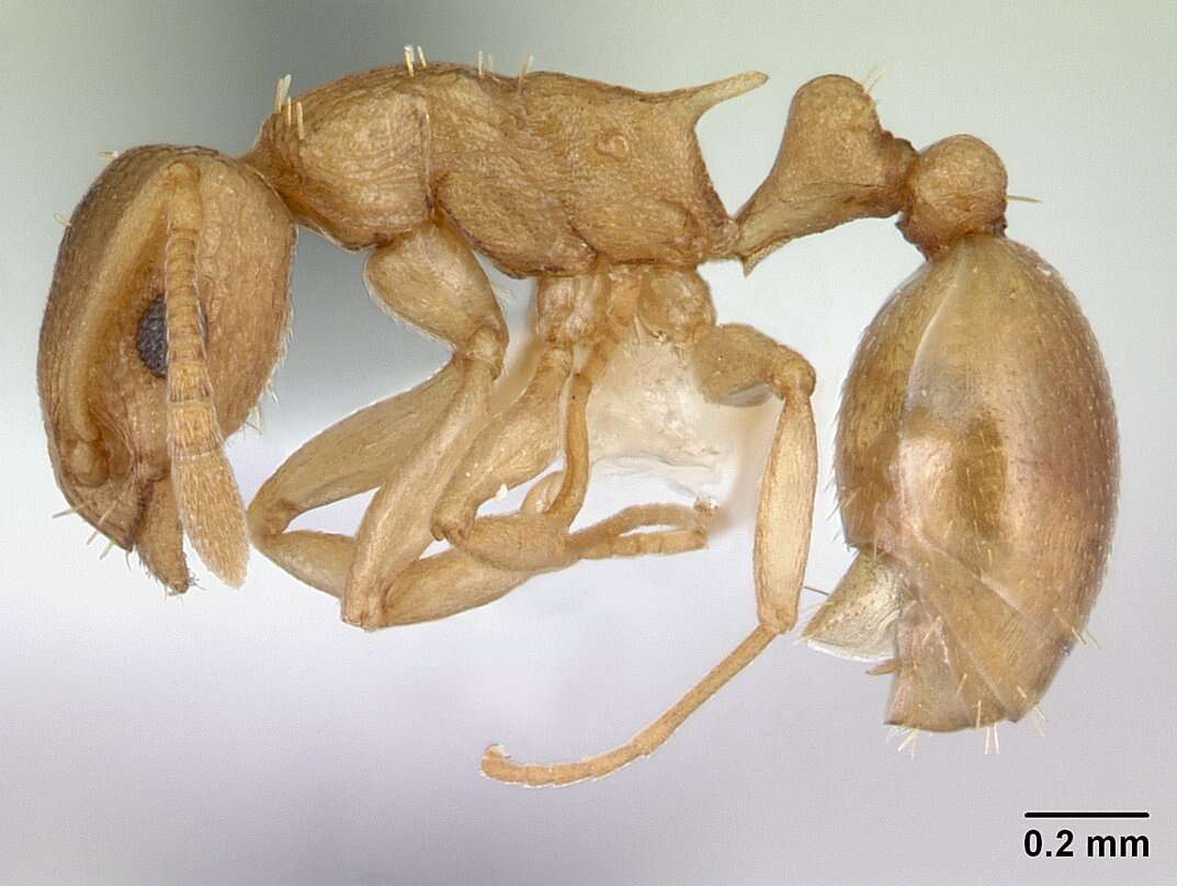 Image of Nesomyrmex evelynae