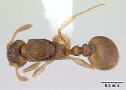 Image of Nesomyrmex evelynae