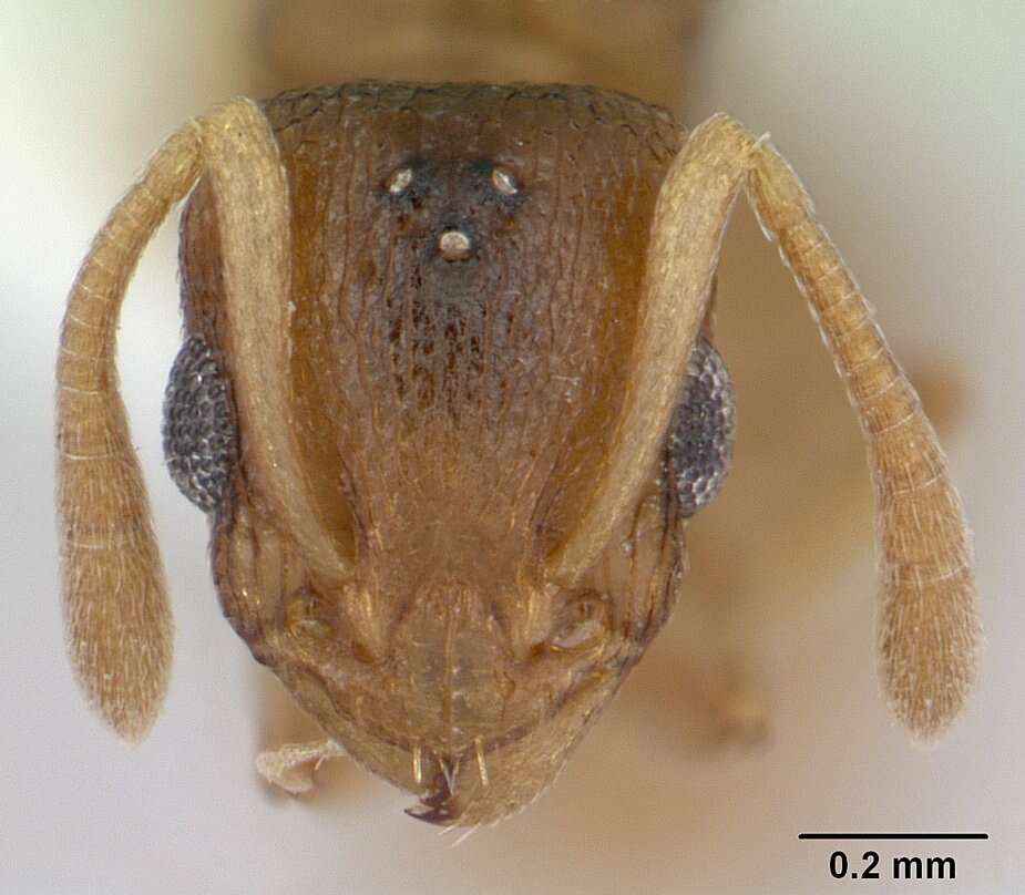 Image of Nesomyrmex evelynae