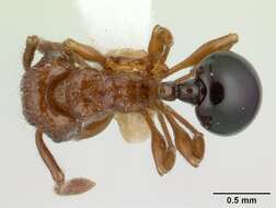 صورة Pristomyrmex