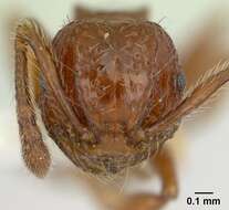 صورة Pristomyrmex