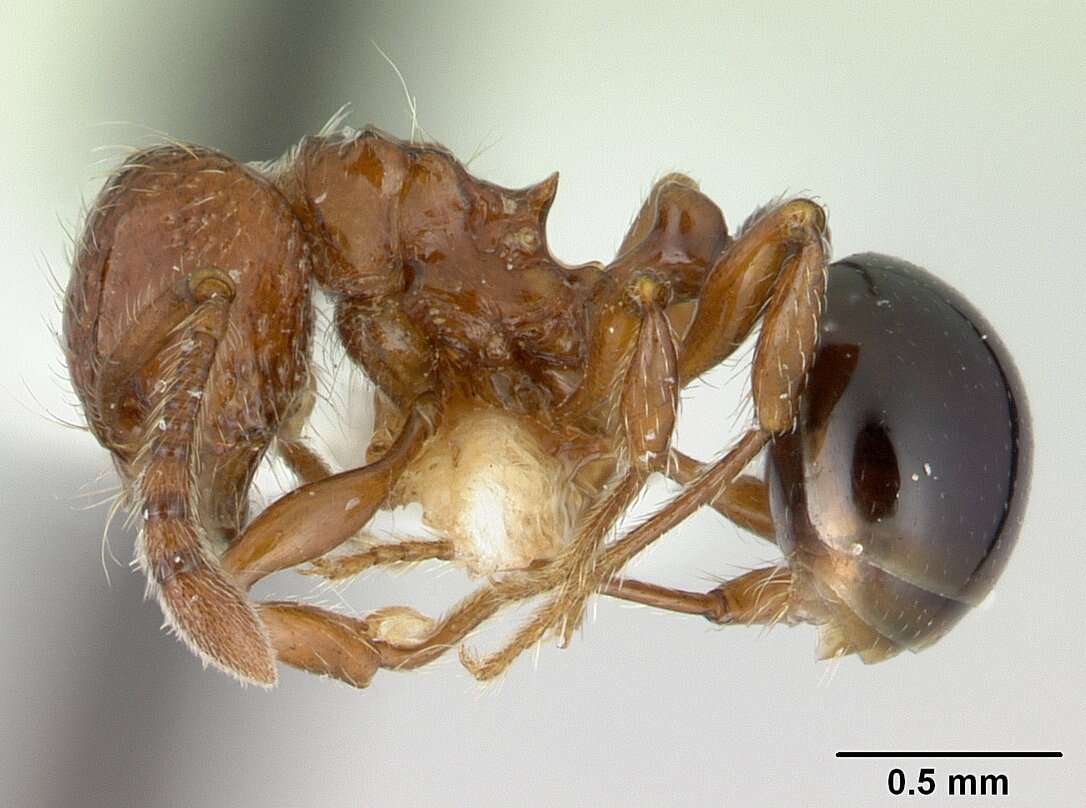 صورة Pristomyrmex