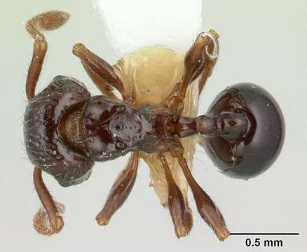 Image of Pristomyrmex