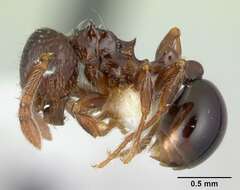 صورة Pristomyrmex