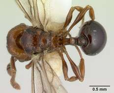 صورة Pristomyrmex