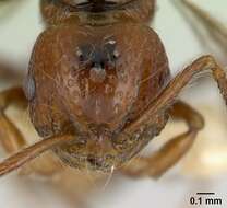 صورة Pristomyrmex