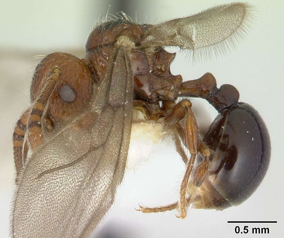 صورة Pristomyrmex