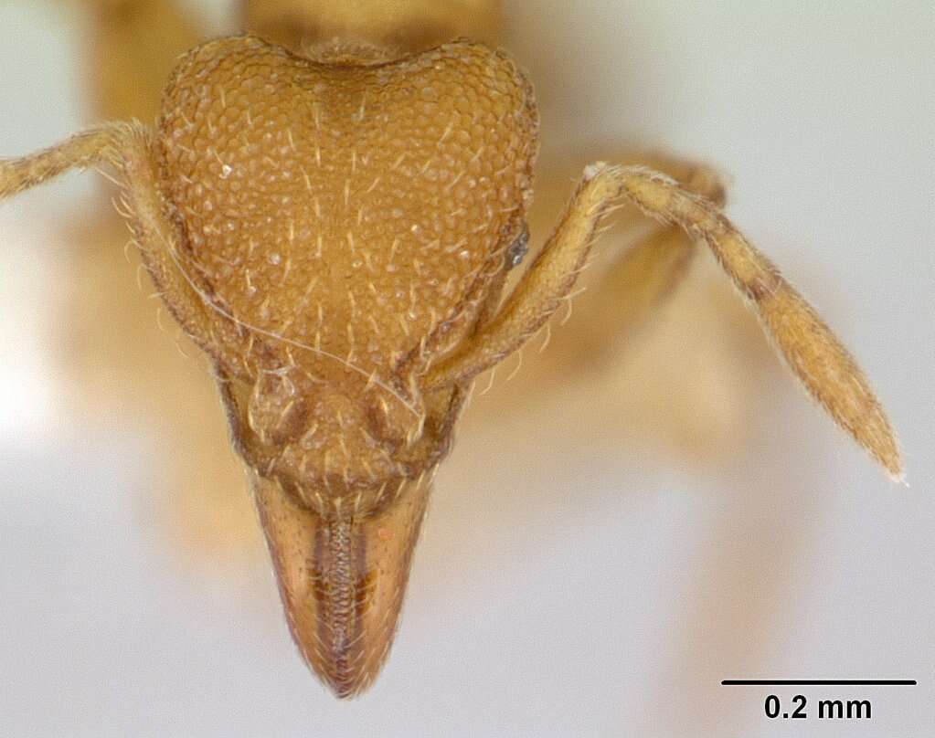 Image of Strumigenys lujae