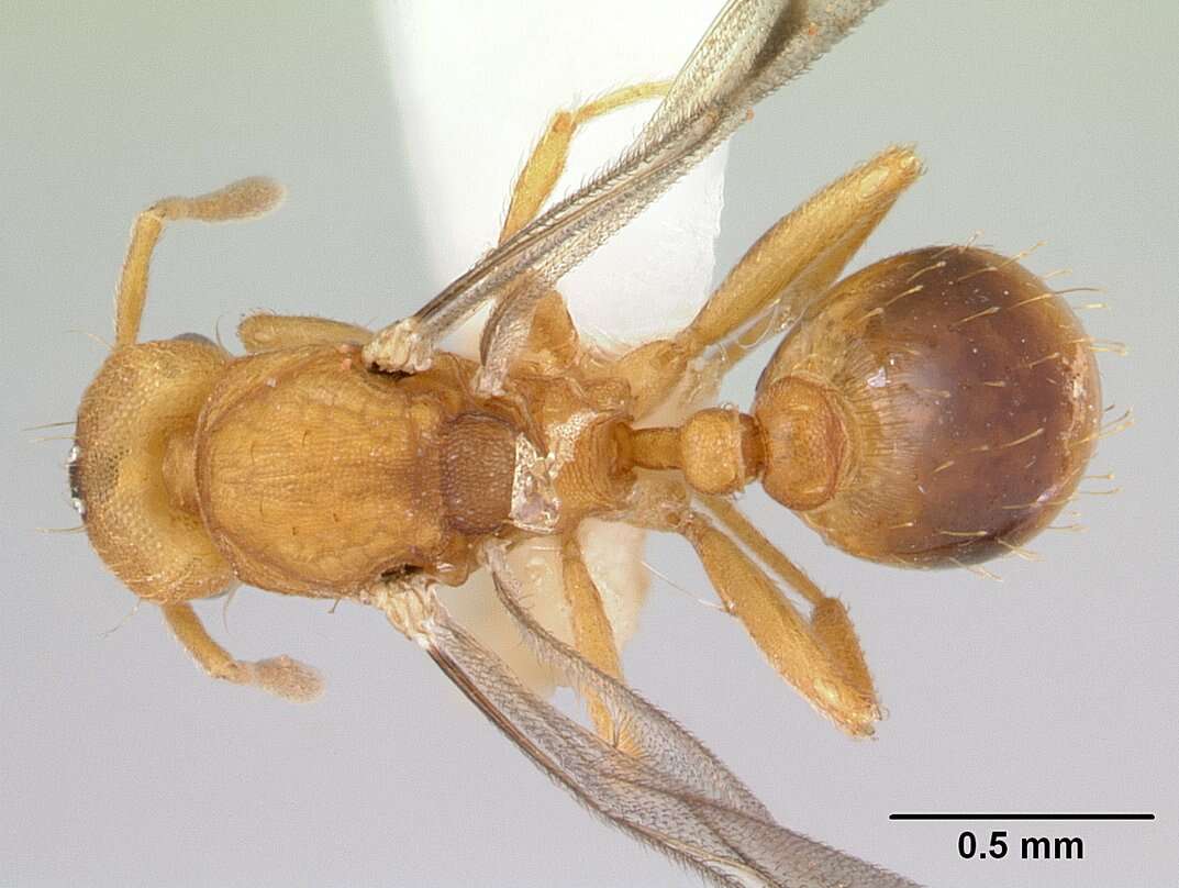 Image of Strumigenys lujae