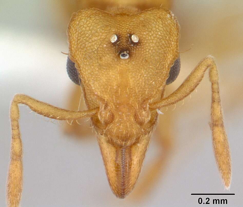 Image of Strumigenys lujae