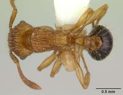 Imagem de Tetramorium pinnipilum Bolton 1980