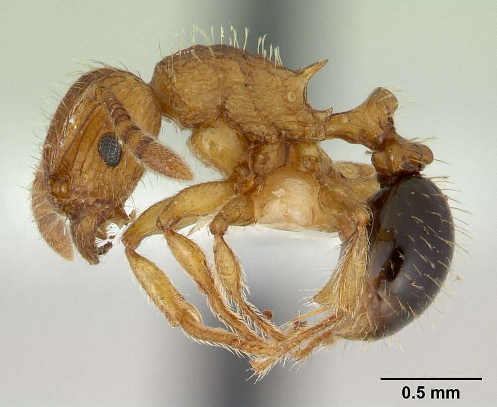 Image of Tetramorium pinnipilum Bolton 1980