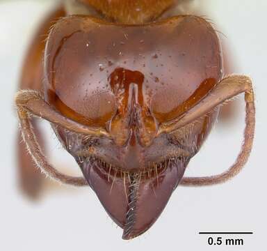 Plancia ëd Centromyrmex