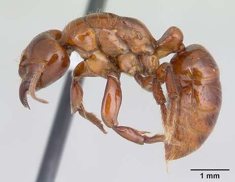 Imagem de Centromyrmex