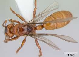 Imagem de Centromyrmex brachycola (Roger 1861)