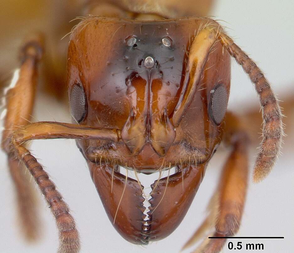 Imagem de Centromyrmex brachycola (Roger 1861)