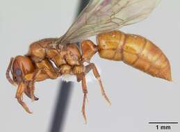 Imagem de Centromyrmex brachycola (Roger 1861)