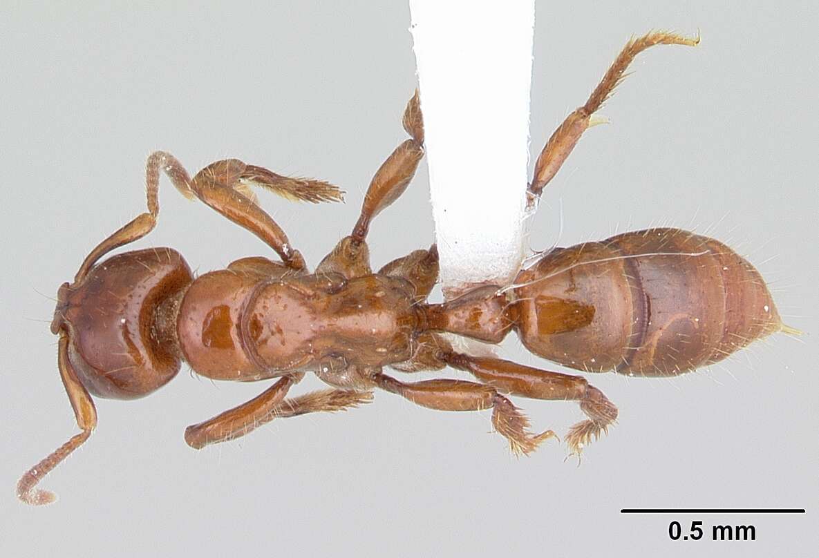 Imagem de Centromyrmex brachycola (Roger 1861)