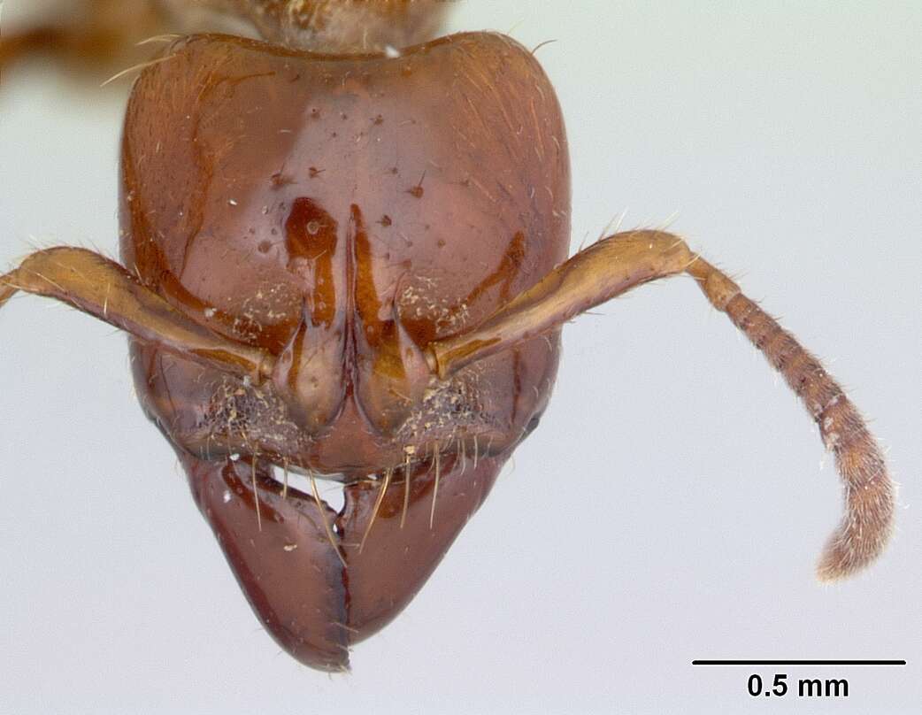 Imagem de Centromyrmex brachycola (Roger 1861)