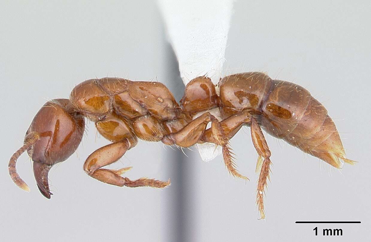 Imagem de Centromyrmex brachycola (Roger 1861)