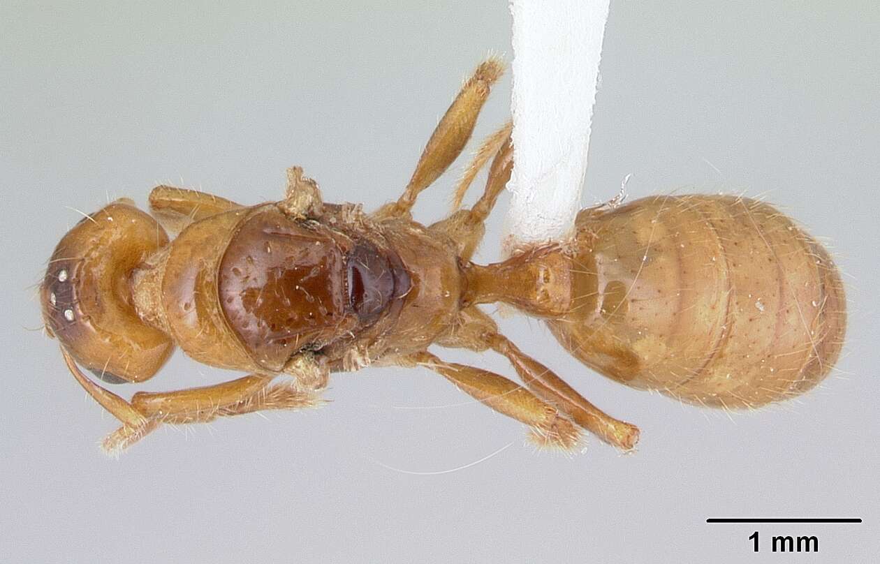 Imagem de Centromyrmex brachycola (Roger 1861)