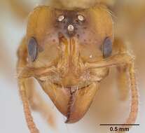 Imagem de Centromyrmex brachycola (Roger 1861)