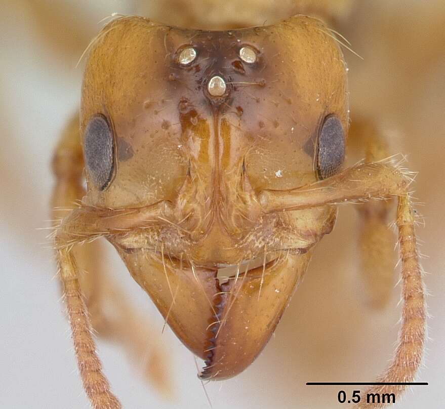 Imagem de Centromyrmex brachycola (Roger 1861)