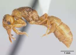 Imagem de Centromyrmex brachycola (Roger 1861)