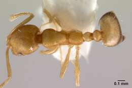 Image of Pharaoh ant