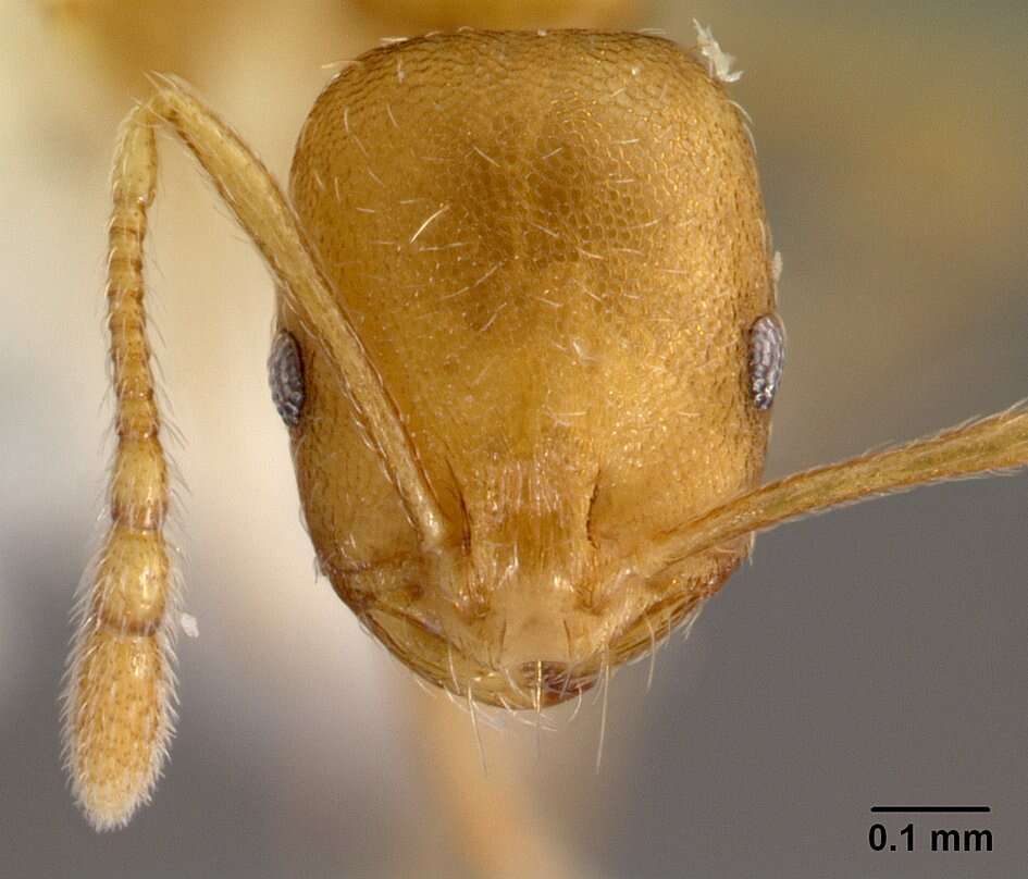 Image of Pharaoh ant