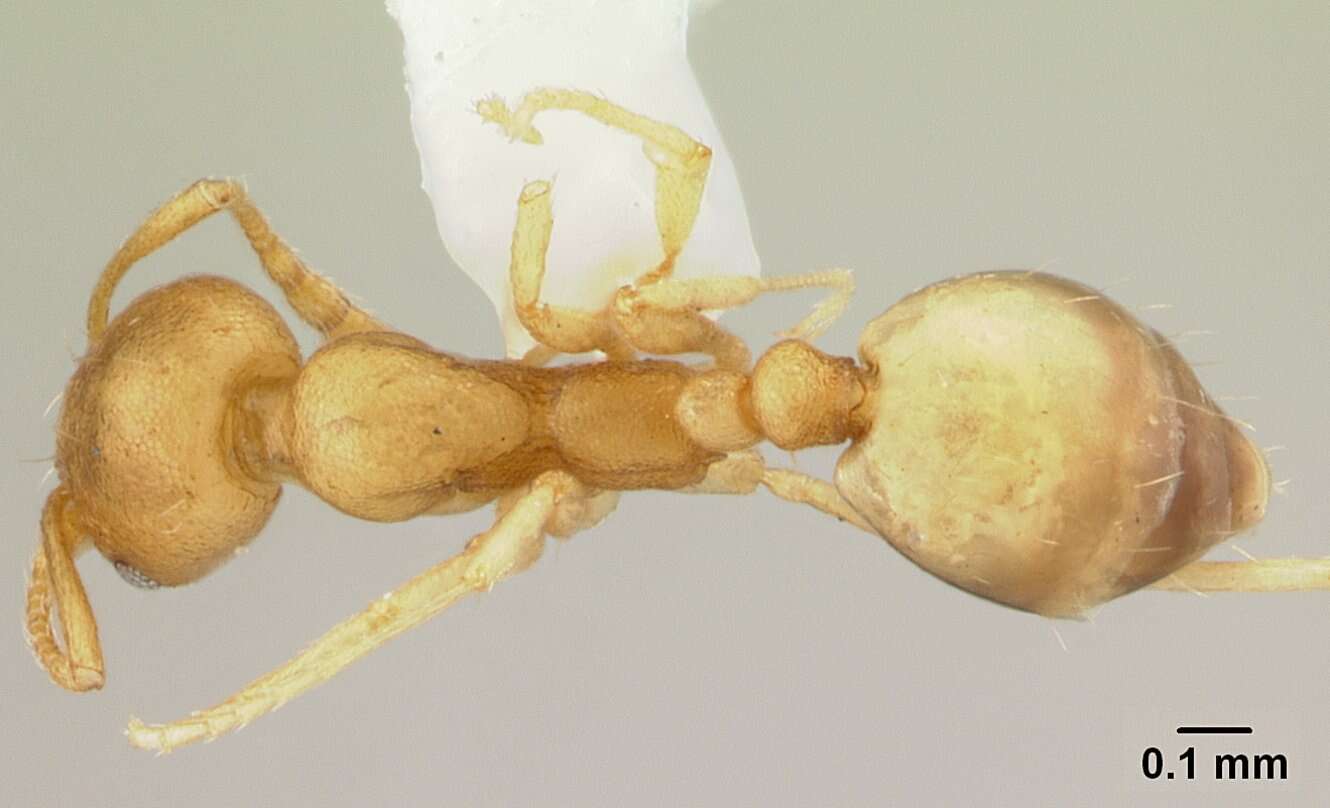 Image of Pharaoh ant