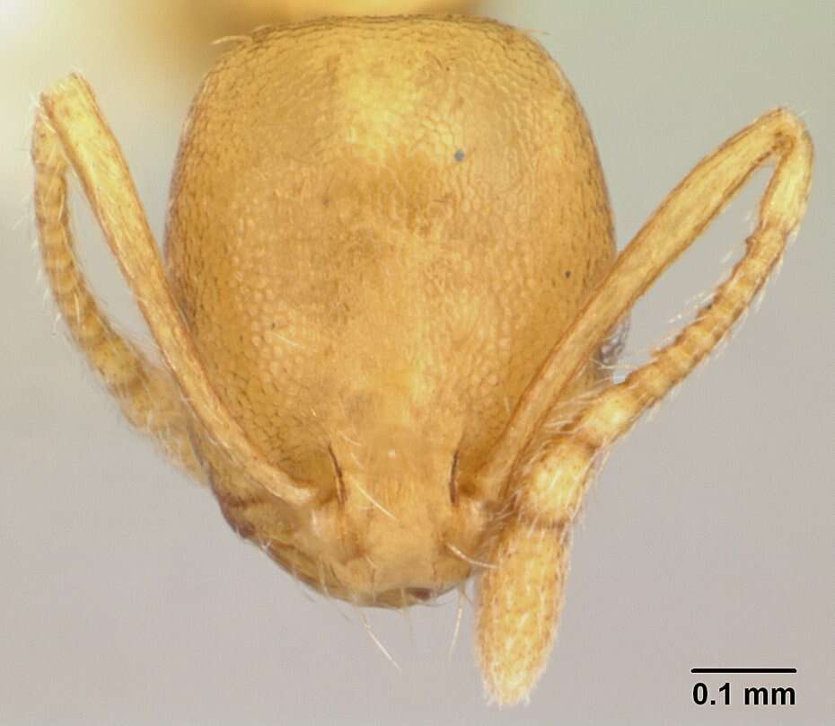 Image of Pharaoh ant