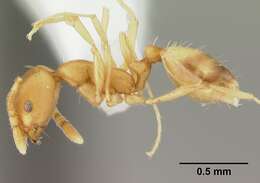 Image of Pharaoh ant