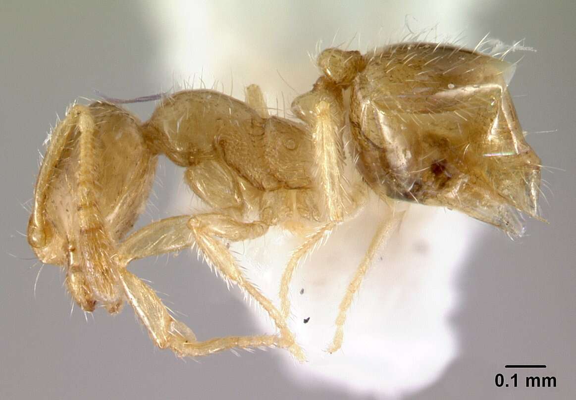 Syllophopsis sechellensis resmi