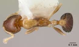 Monomorium floricola (Jerdon 1851) resmi