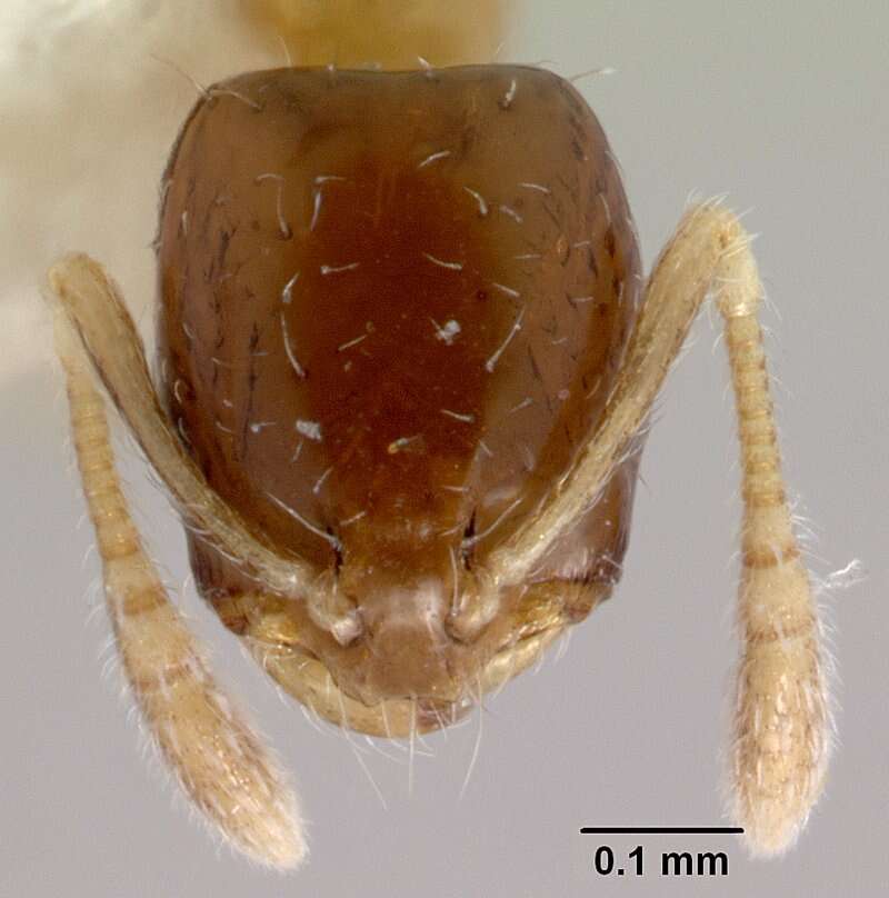 Monomorium floricola (Jerdon 1851) resmi