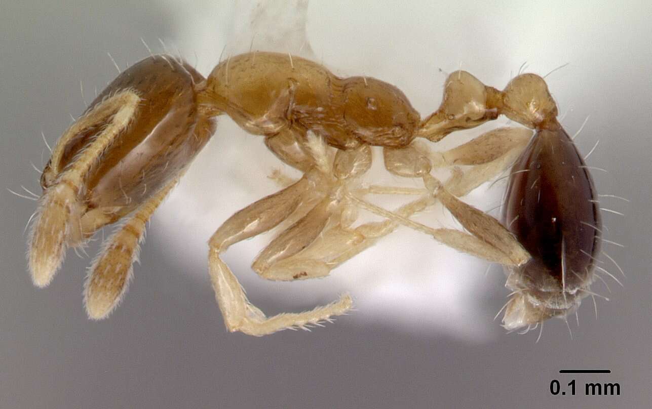 Monomorium floricola (Jerdon 1851) resmi