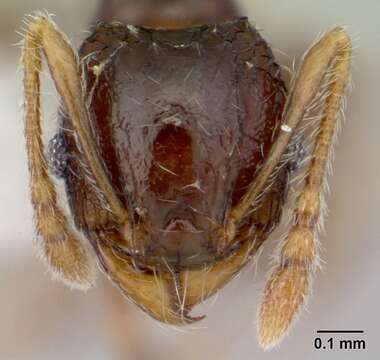 Image of Pheidole sexspinosa Mayr 1870