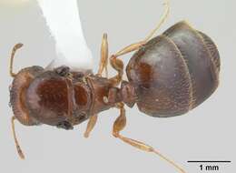 Image of Bigheaded ant