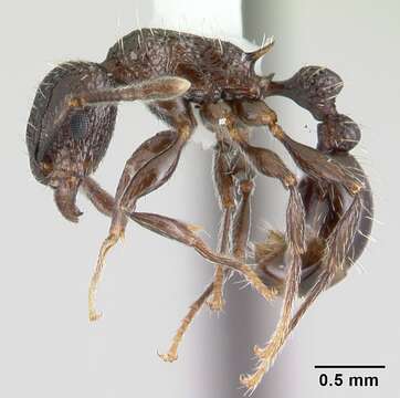 Image of Tetramorium pacificum Mayr 1870