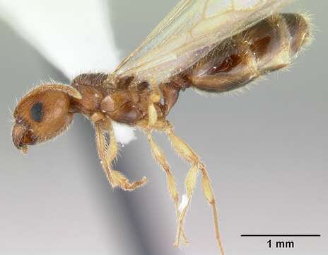 Image of Pheidole umbonata Mayr 1870