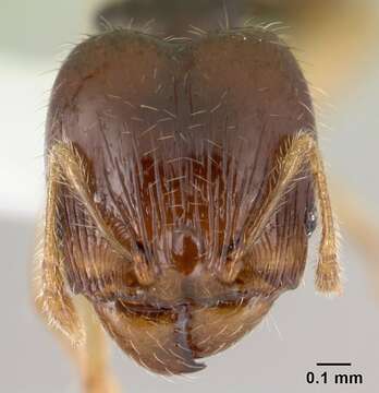 Image of Pheidole umbonata Mayr 1870