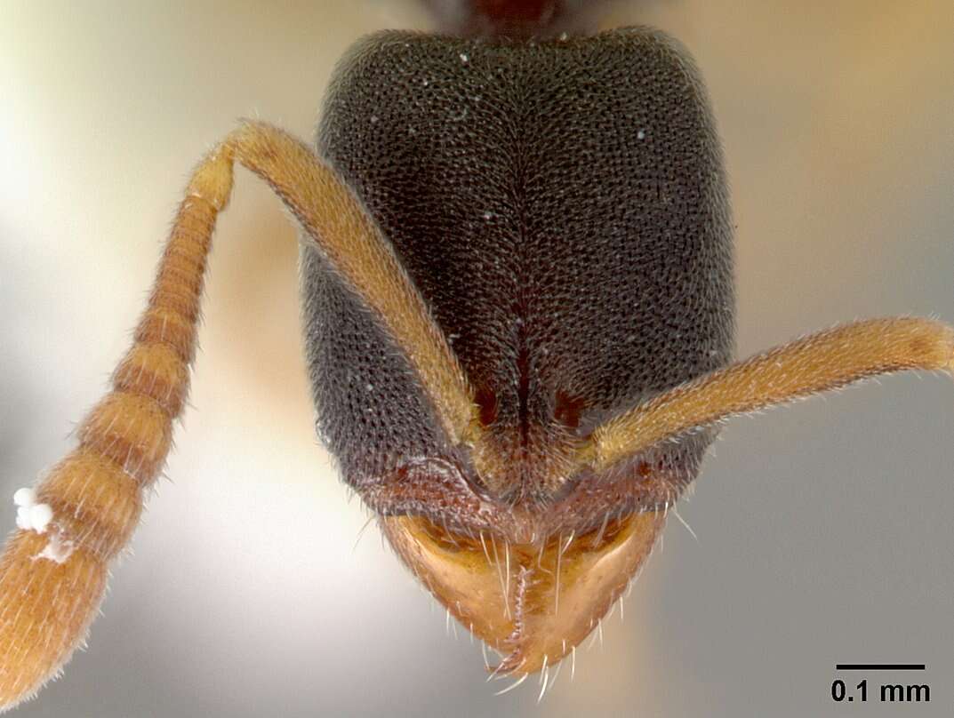 Слика од Ponera clavicornis Emery 1900