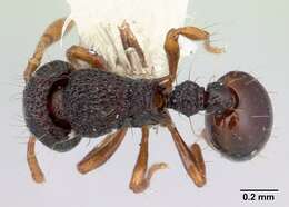 Image de Adelomyrmex