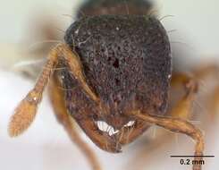 Image of Adelomyrmex