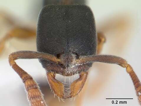 Image of Ponera clavicornis Emery 1900