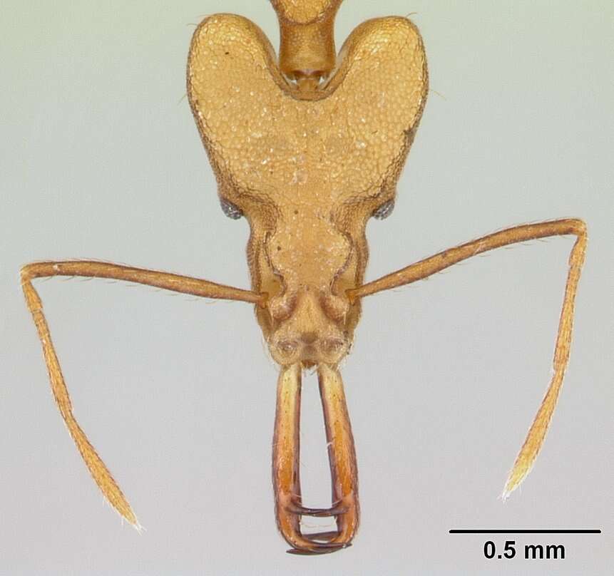 Image of Strumigenys stemonixys Brown 1971